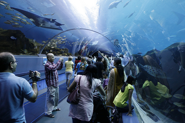 Atlanta Places to Visit: Georgia Aquarium