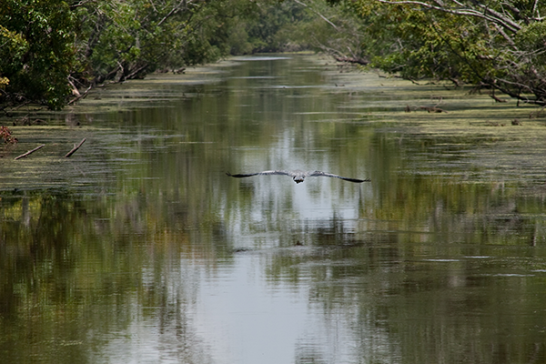 Things To Do in New Orleans Without Drinking: Swamp Tours