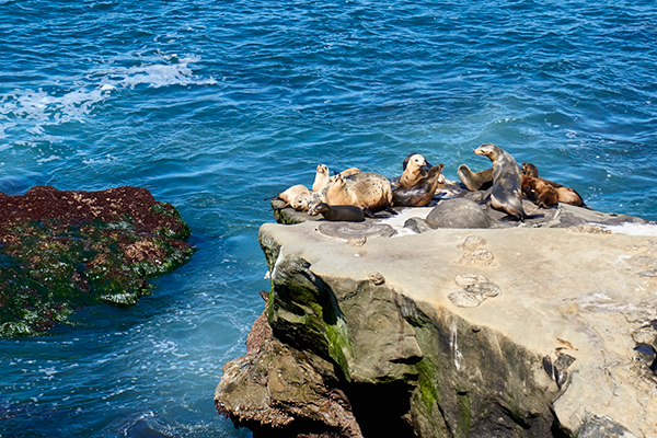 Things To Do with Families in San Diego: La Jolla Cove