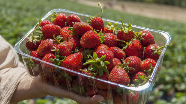 36 Hours in Adelaide: Beerenberg Strawberry Farm