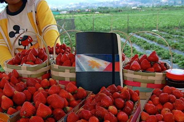 Baguio City Places to Visit: La Trinidad's Strawberry Farms