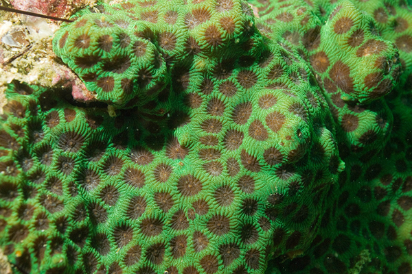 Fujairah: Popular Diving Sites for Beautiful Coral