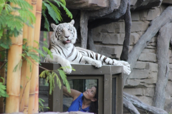 White Tiger at Busch Gardens Tampa
