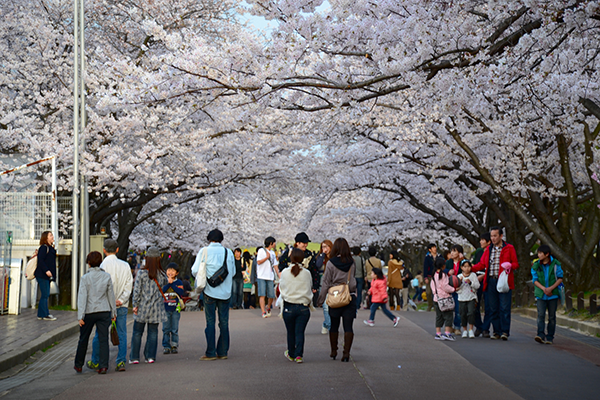 What To Know Visiting Osaka: Expo 70 Commemorative Park Cherry Blossoms