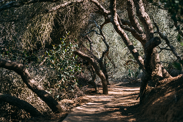 San Diego Things To Do: Torrey Pines State Natural Reserve