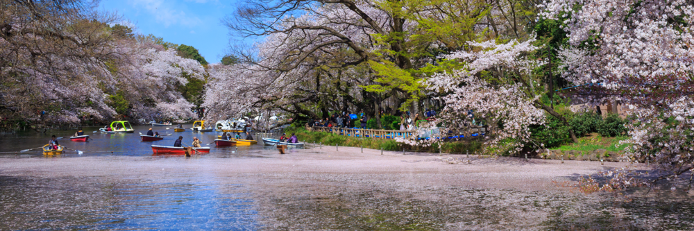 20 Reason to Visit Tokyo: Cherry Blossoms
