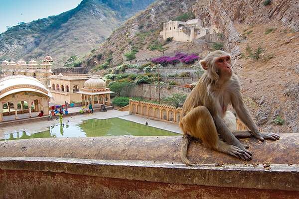 Ultimate Guide to Visiting Jaipur: Galtaji Temple