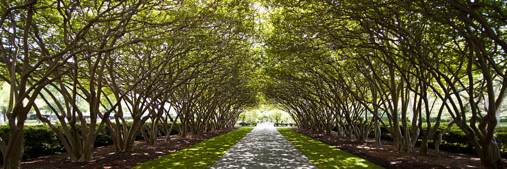 Tree lined path at Dallas Arboretum