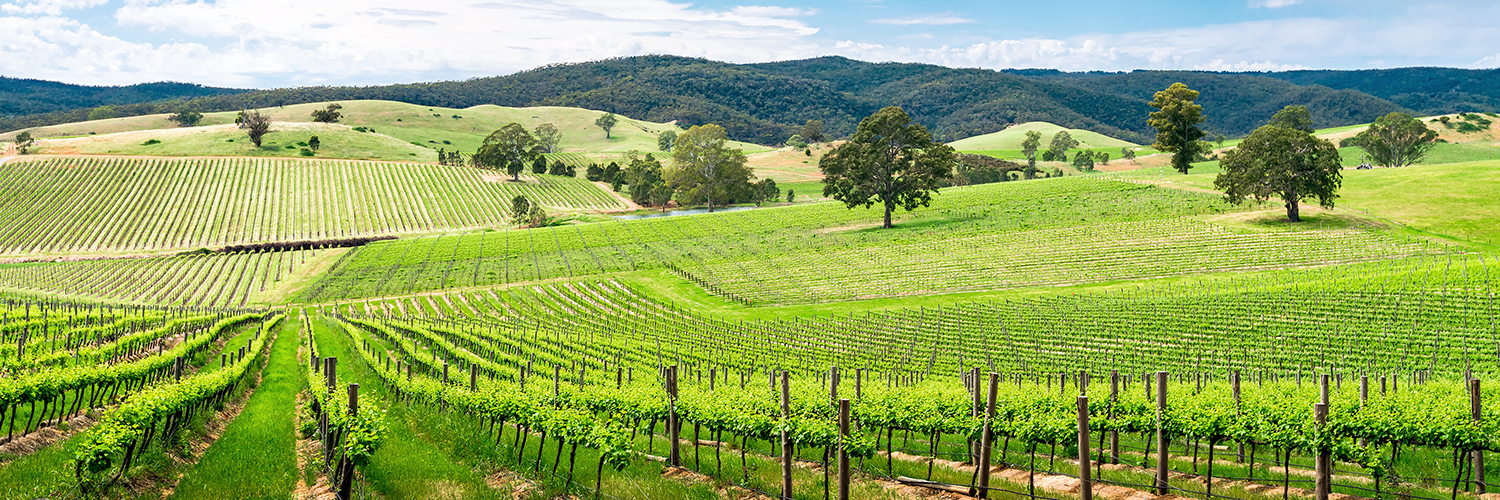 Guide to exploring Adelaide wineries - IHG Travel Blog