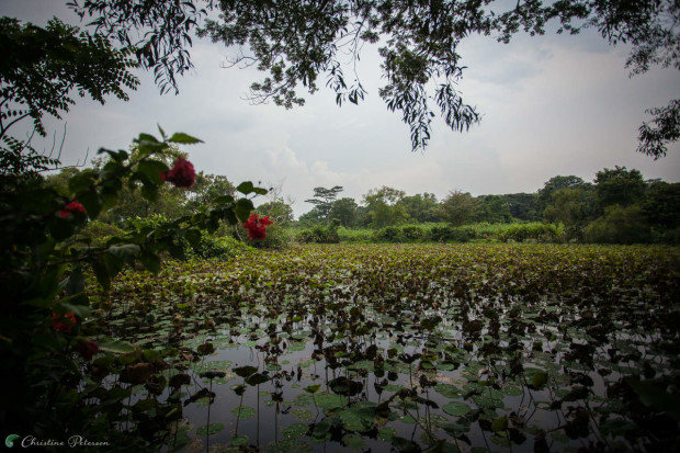 Instagram Singapore: Sungei Buloh Wetlands Reserve