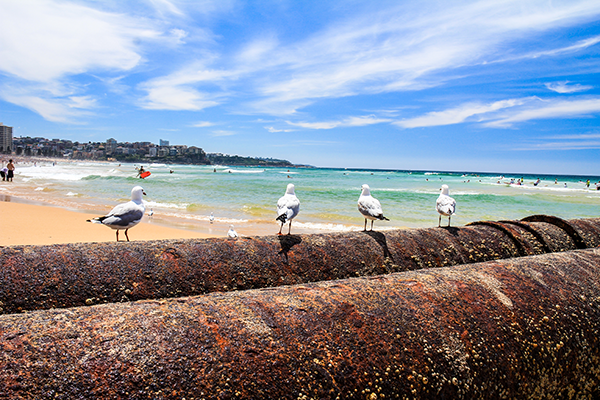 Things To Do in Sydney: Manly Beach