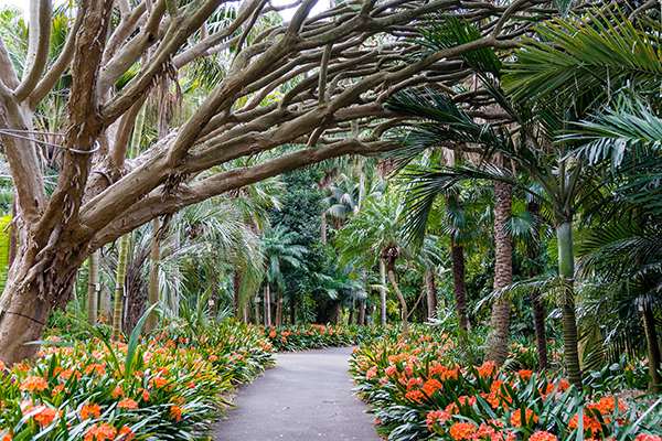 Things To Do in Sydney: Royal Botanic Gardens