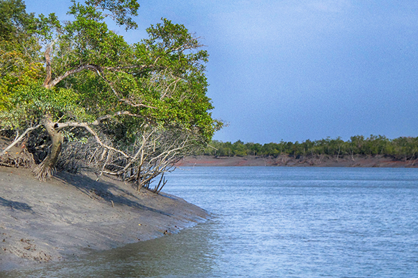Kolkata Outdoors: Sundarbans National Park