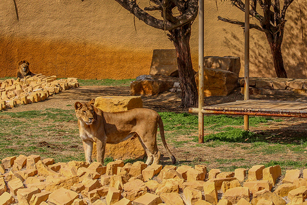 Riyadh Places to Visit: Riyadh Zoo