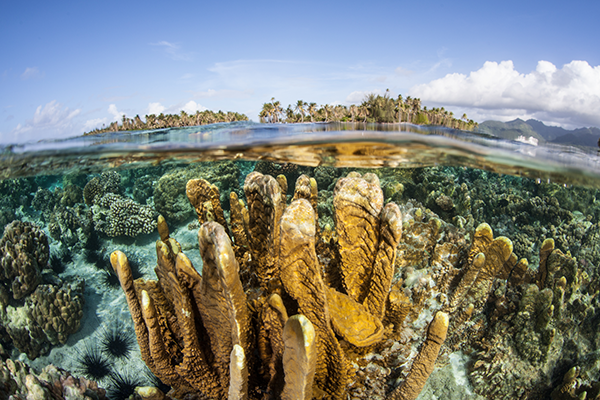 Bora Bora Coral Reefs