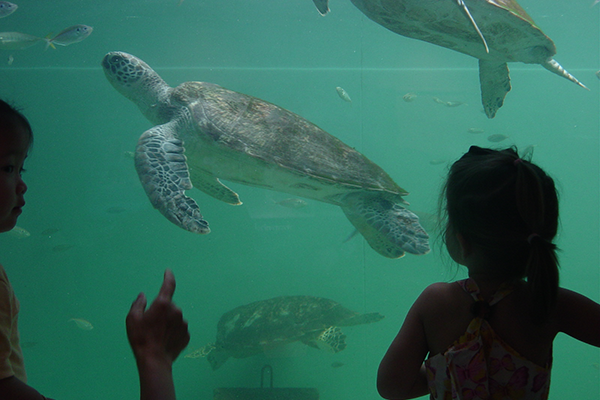 Rayong: Sea Turtle Conservation and Hatchery 