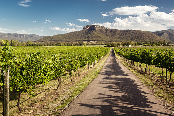 Hunter Valley vineyards, Australia