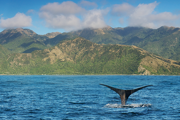 Christchurch, New Zealand Whale Watching Tours