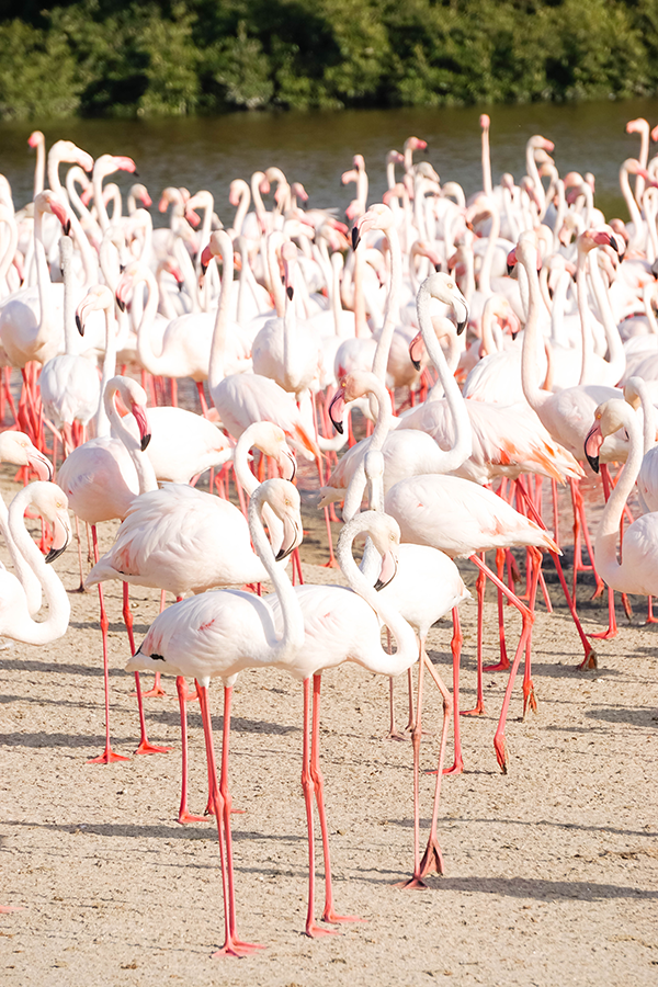 Best Places to Take Photos in Dubai: Wildlife Sanctuary